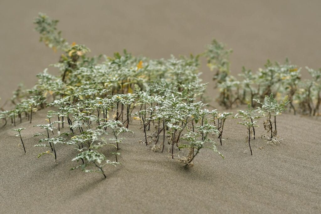 Mini plants growing on smooth soil in sandbox